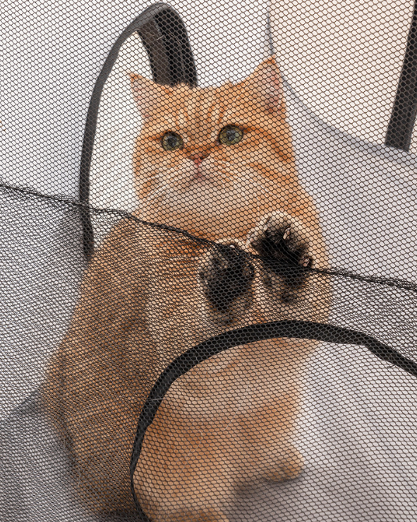 3-in-1 Foldable Pet Playpen with Tunnel